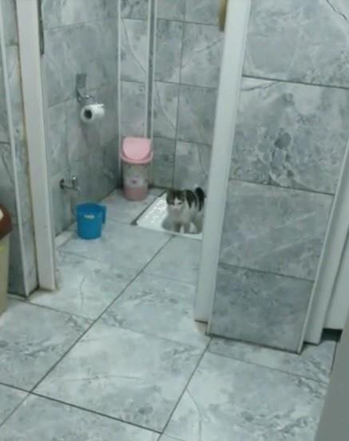 Görenleri şaşkına uğratan kedi