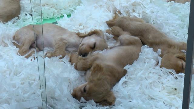 Hayvanseverlere güzel haber! Türkiye'de pet shoplarda hayvan satışı 7 ay sonra bitecek