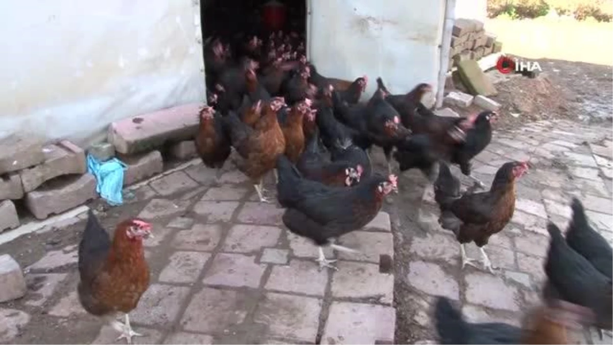 İstanbul\'un göbeği Beykoz\'da gezen tavuk çiftliği