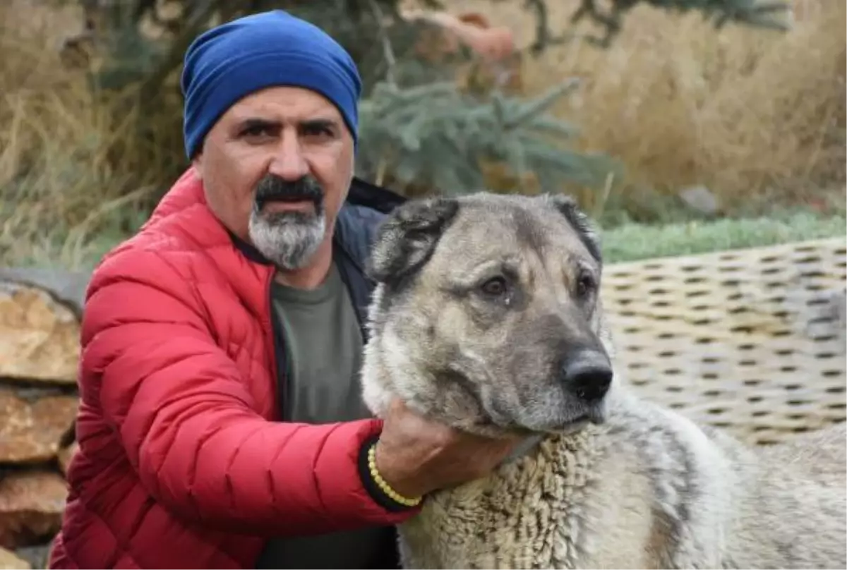 KANGAL KÖPEKLERİ, \'KIŞLIK ZIRHLARINI\' GİYİYOR