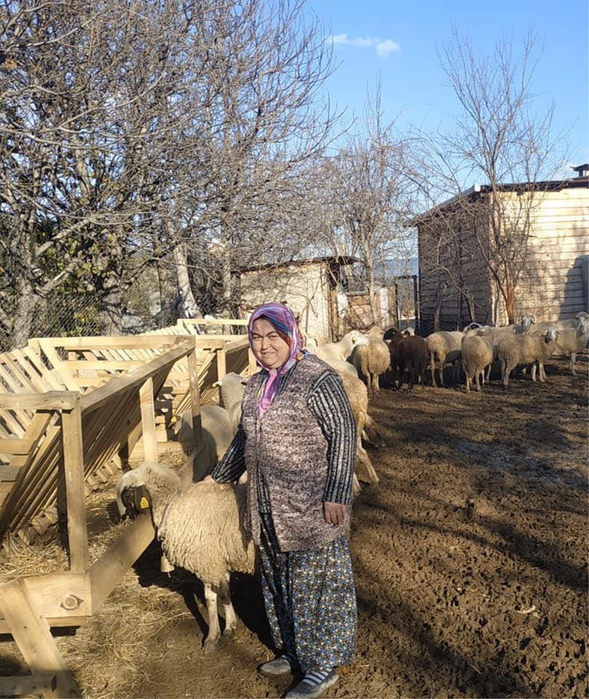 Karabük\'te İŞKUR desteğiyle işini kuran engelli kadına koyunları teslim edildi