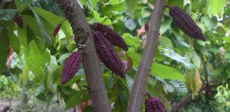 Kolombiya'nın Arauca kentindeki kakao üreticileri