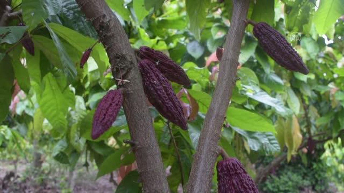 Kolombiya'nın Arauca kentindeki kakao üreticileri