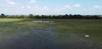 Kolombiya-Venezuela sınırı ovalarının kovboyları