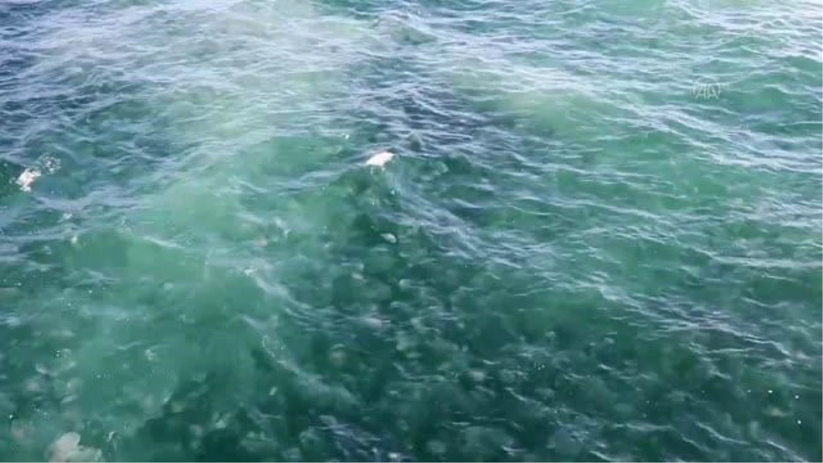 Marmara Denizi\'nde denizanası popülasyonu arttı