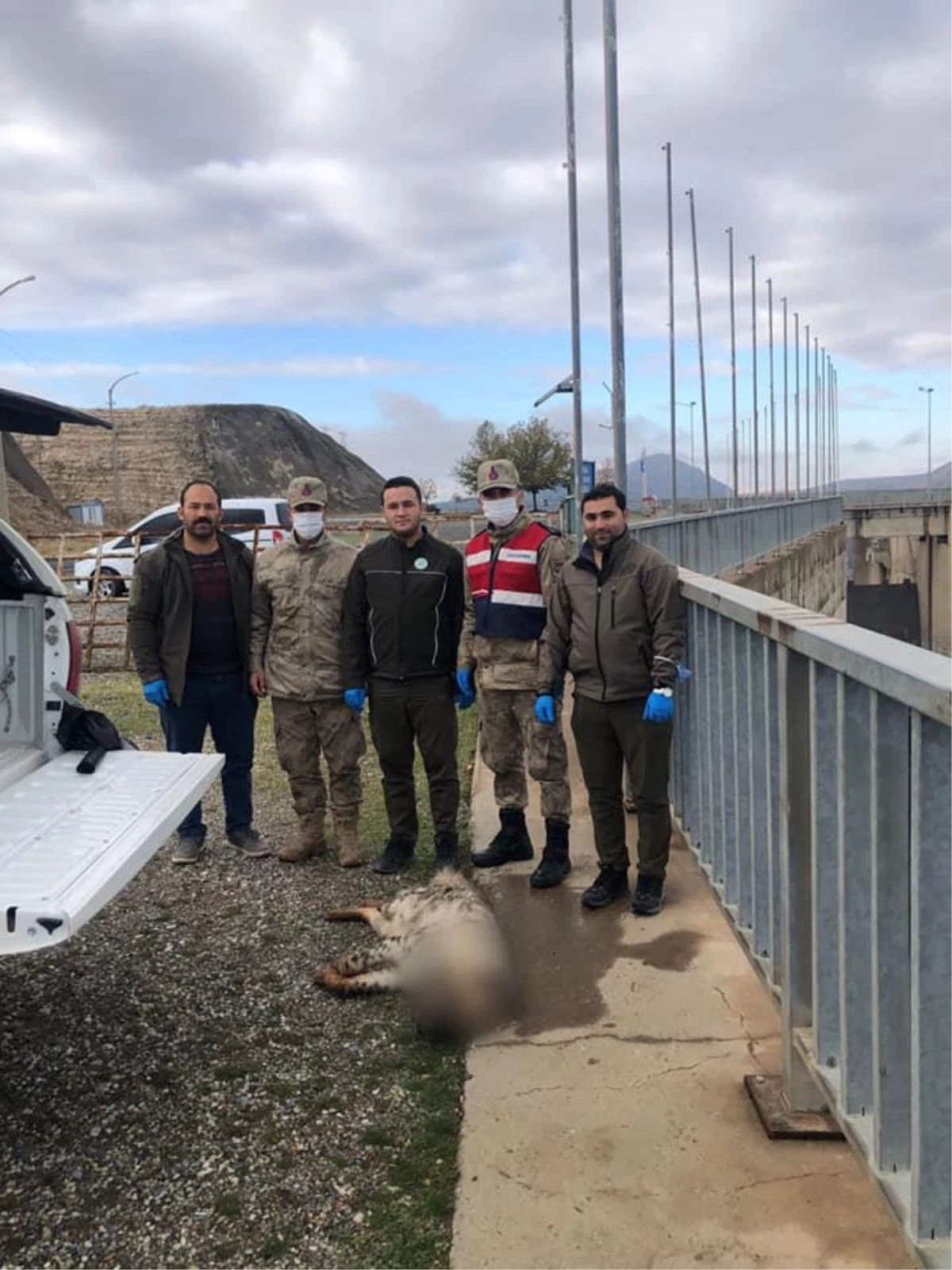 Şanlıurfa\'da nesli tükenme tehlikesi altındaki çizgili sırtlan yolda ölü bulundu