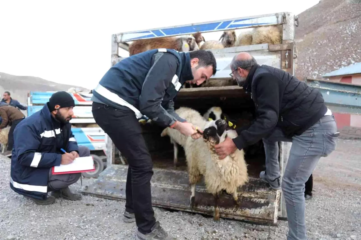 Sel mağdurlarına küçükbaş hayvan desteği