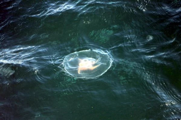 Uzmanlar denizanası istilasına karşı uyardı: Kesinlikle dokunmayın