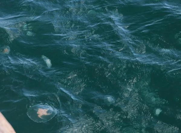 Uzmanlar denizanası istilasına karşı uyardı: Kesinlikle dokunmayın