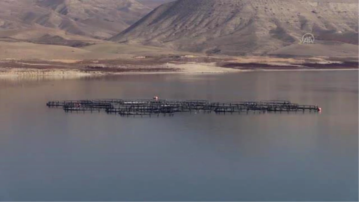 Türk somon balıkları Avrupa ülkeleri ve Rusya'da damakları tatlandırıyor