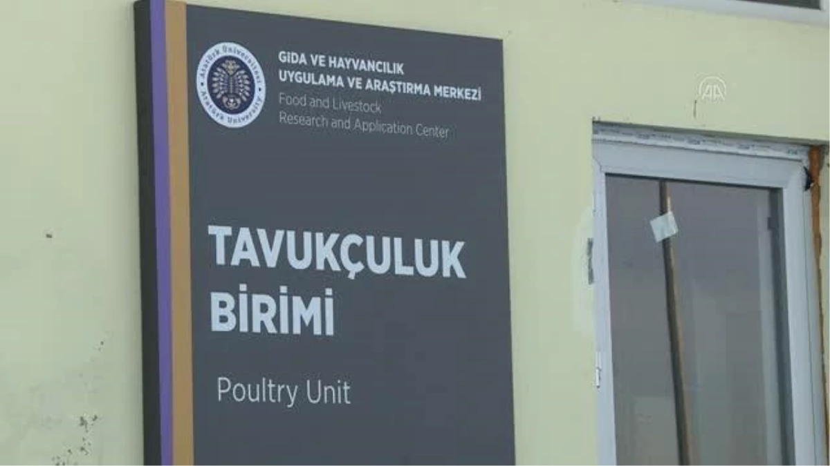 Atatürk Üniversitesinde kurulan tavukçuluk biriminde verim yüzde 90\'a ulaştı