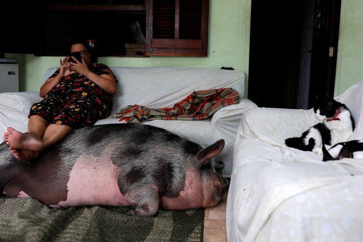 Brezilya\'da yavru evcil hayvan olarak alınan domuz, 250 kilogram oldu