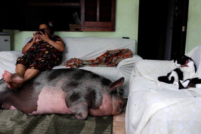 Brezilya'da yavru evcil hayvan olarak alınan domuz, 250 kilogram oldu