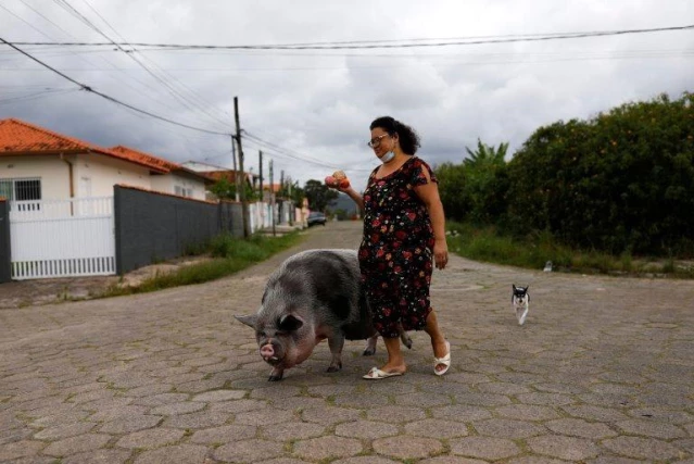 Brezilya'da yavru evcil hayvan olarak alınan domuz, 250 kilogram oldu