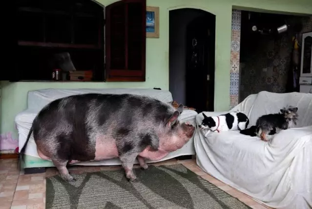 Brezilya'da yavru evcil hayvan olarak alınan domuz, 250 kilogram oldu