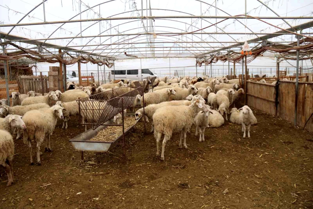 Son dakika haberi! Bu yöntemle gübre bedava