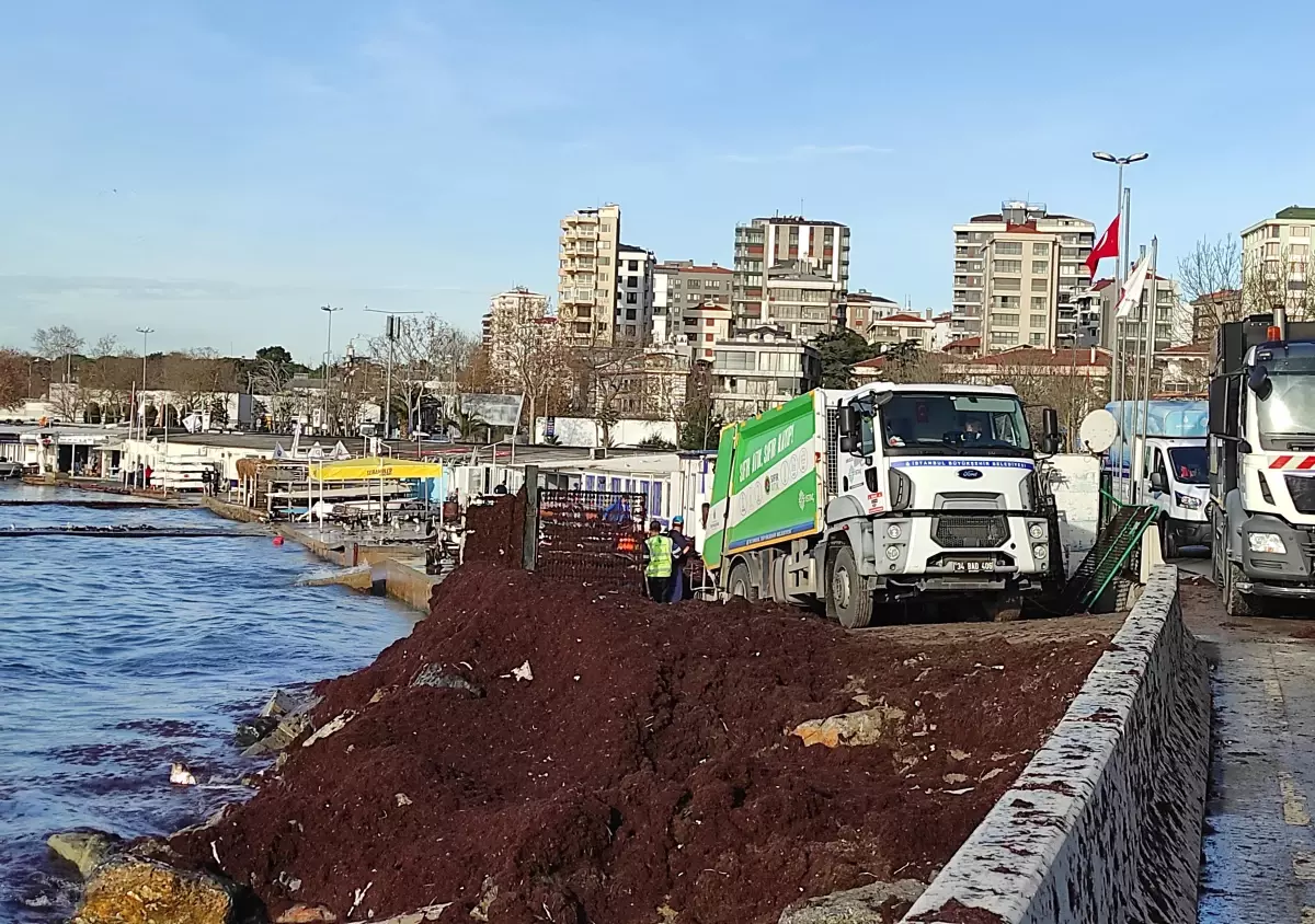 Caddebostan Sahili\'ni kaplayan kırmızı yosunlar toplanıyor