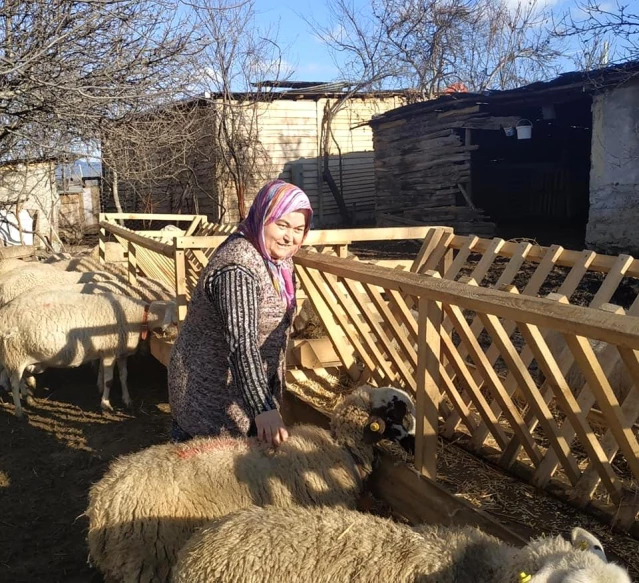 Hibe desteği sayesinde işini kuran engelli kadına 30 adet koyunu teslim edildi