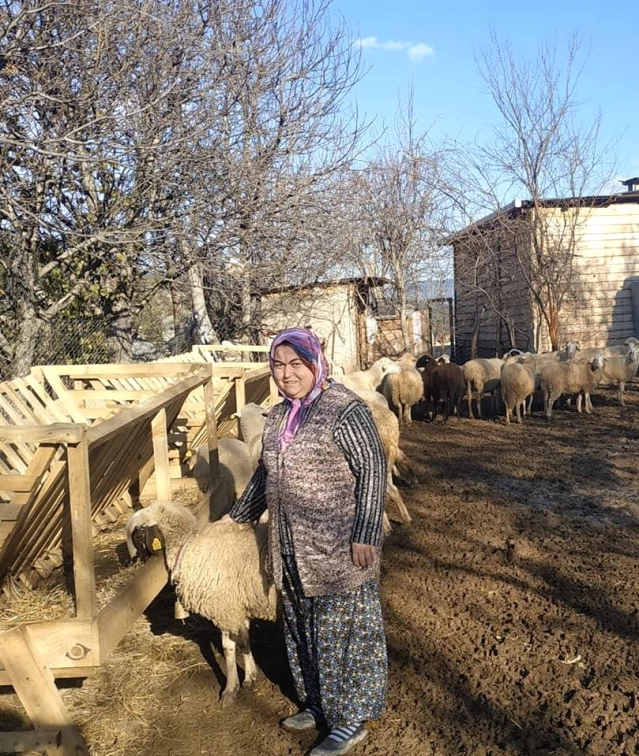 Hibe desteği sayesinde işini kuran engelli kadına 30 adet koyunu teslim edildi