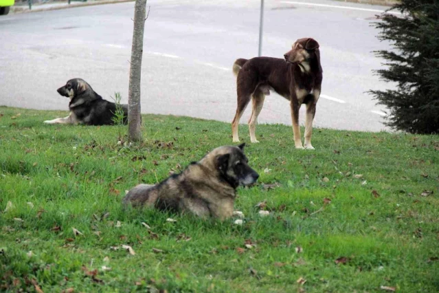 Veteriner Hekim Bostancı'dan köpek saldırılarına karşı uyarı: Göz göze gelmekten kaçınmalıyız 