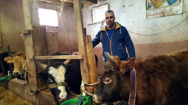 Köy muhtarı köye dönüş yapanlara inek desteğinde bulundu
