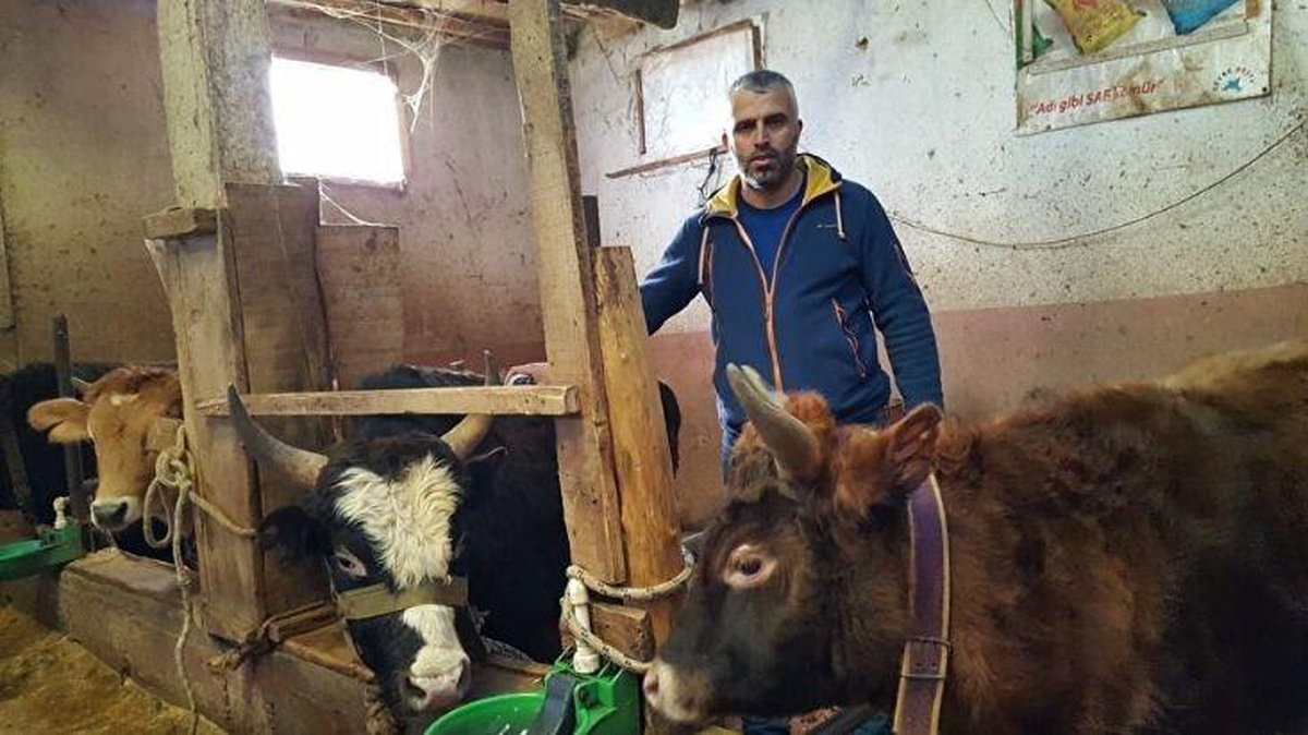 Muhtardan köye dönüş projesi: Dönenlere büyükbaş hayvan veriyor