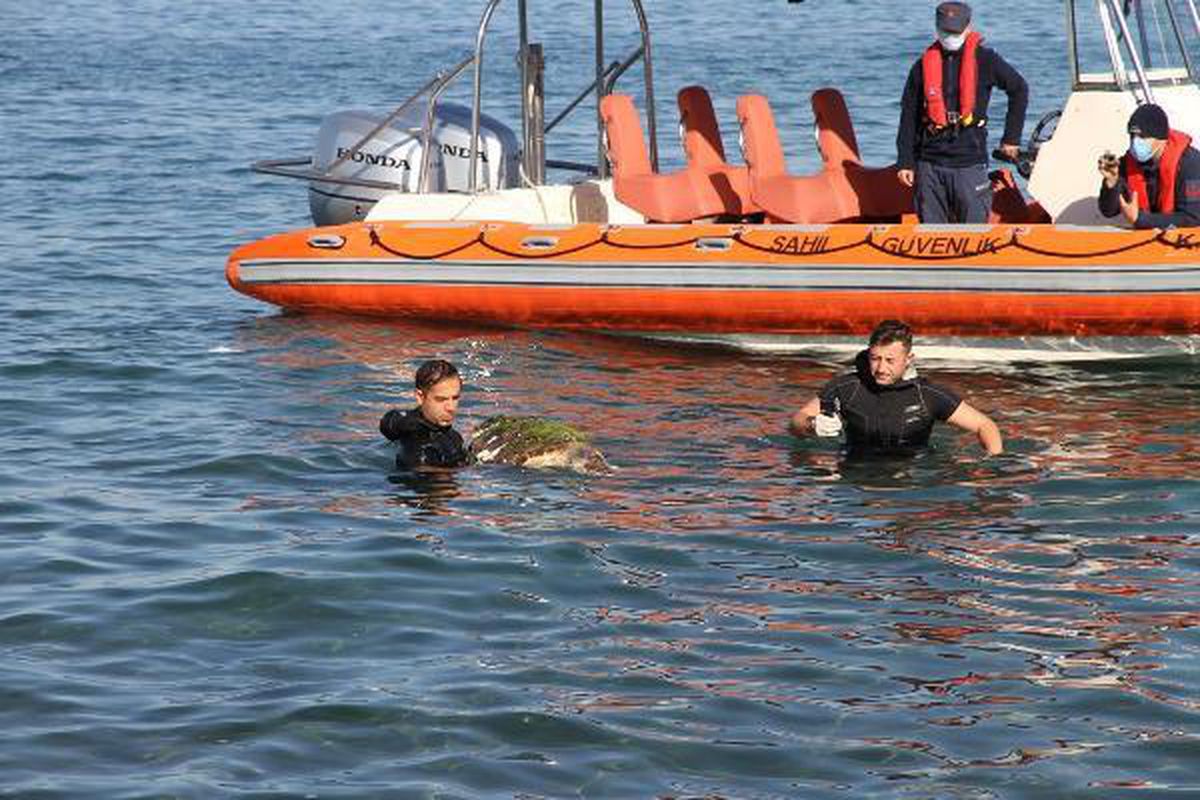 Son dakika... Ölü caretta caretta sahile vurdu