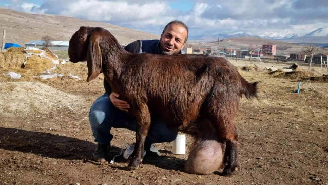 Bu keçi günde 12 litre süt veriyor