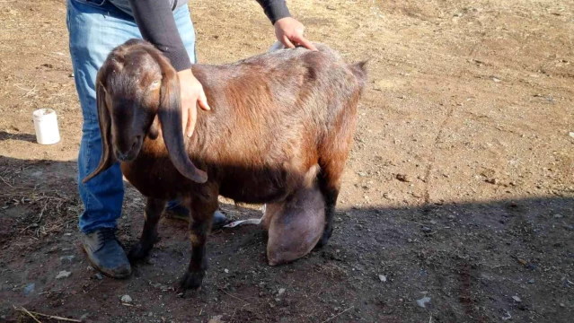 Bu keçi günde 12 litre süt veriyor