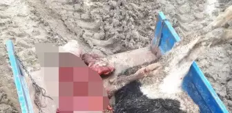 Tekirdağ'da aç kalan kurtlar ahıra girdi; 2 hayvan öldü