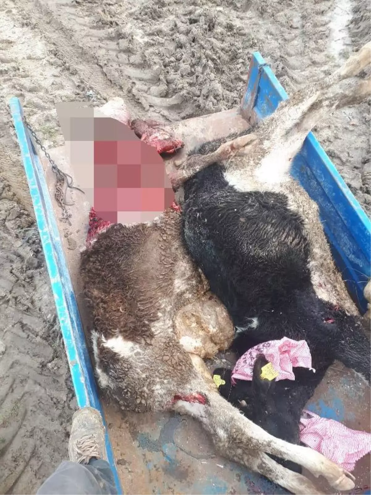 Tekirdağ'da aç kalan kurtlar ahıra girdi; 2 hayvan öldü