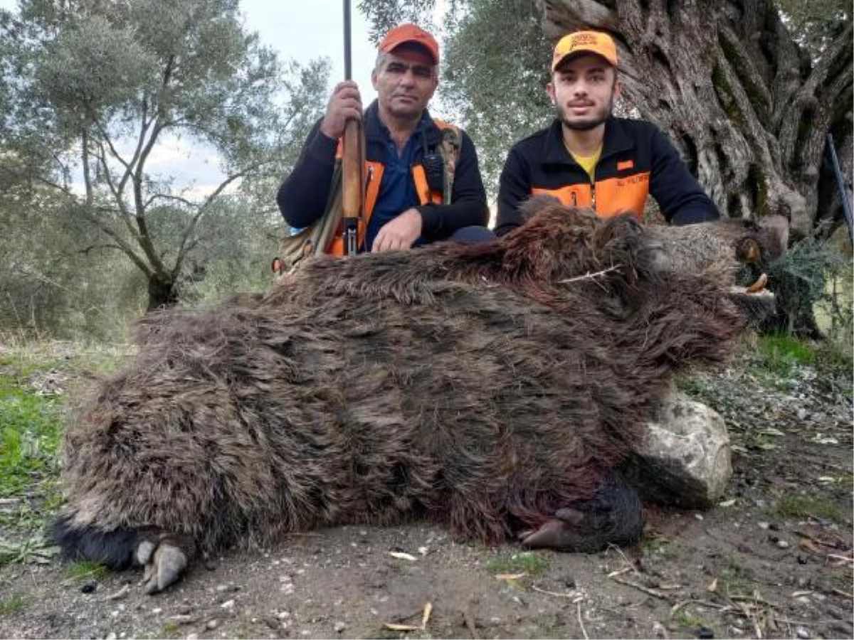 250 kiloluk domuz vurup, sosyal medyada paylaştılar