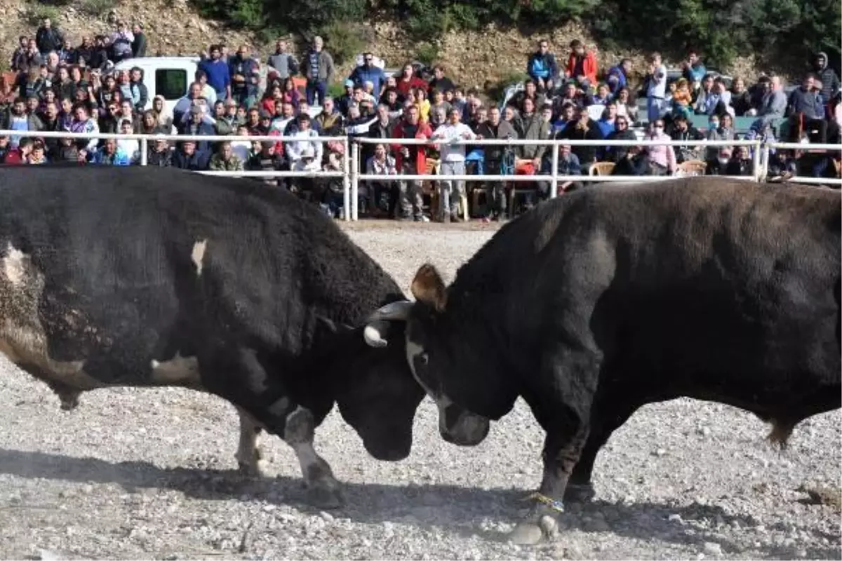 Boğalar, Defne\'nin tedavisi için güreşti