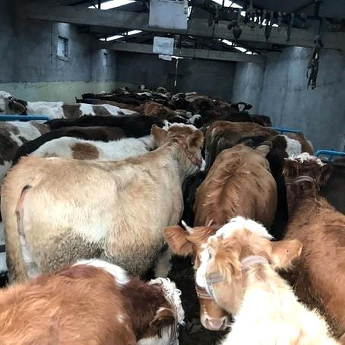 Kaçak hayvan besicilerine 1 milyon 79 bin lira ceza