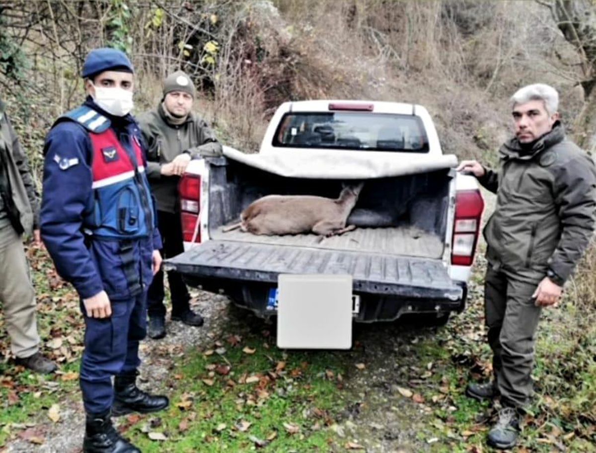 Karabük\'te ormanda yaralı bulunan karaca tedaviye alındı