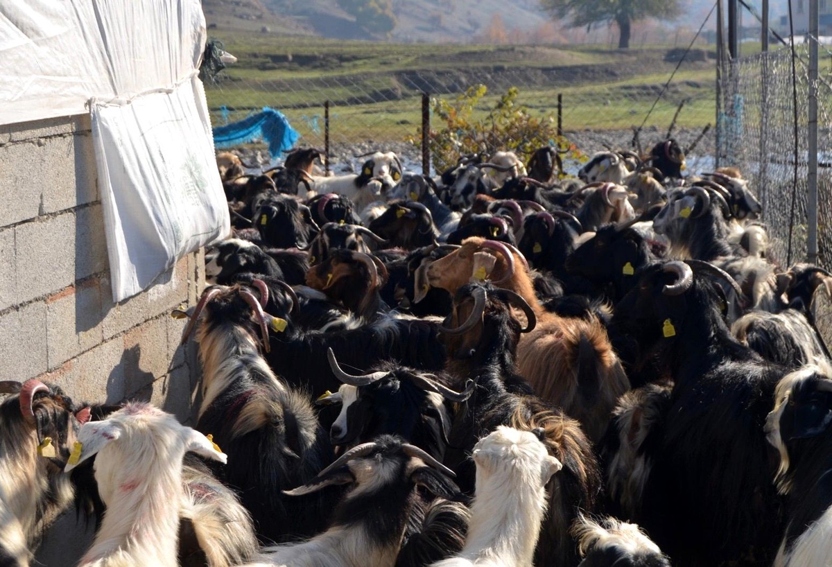 Siirt\'te yetiştiriciye küçükbaş hayvan dağıtımı yapıldı
