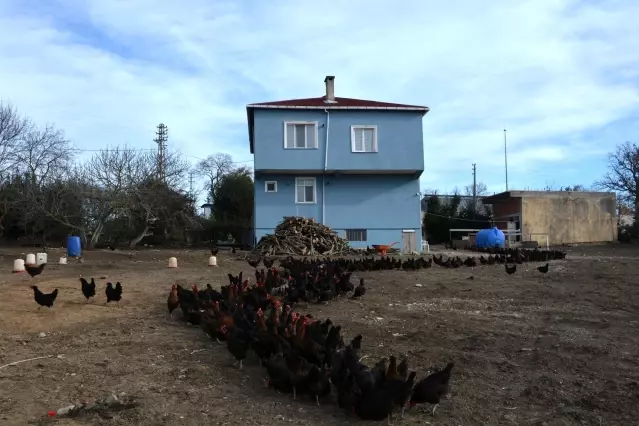 Afgan Ramazani Sinop'ta yumurta üretimi yapıyor