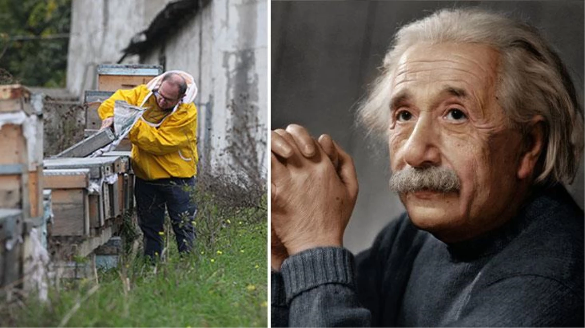 Einstein, "Arılar yok olursa insanlığın 4 yıl ömrü kalmıştır" demişti!