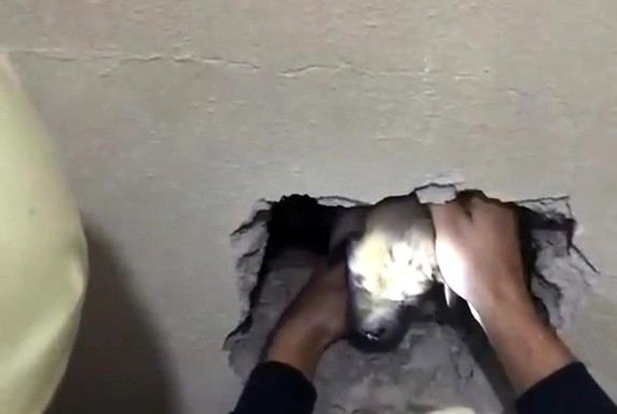 Son dakika haberi | İki bina arasına sıkışan yavru köpeğe kurtarma operasyonu
