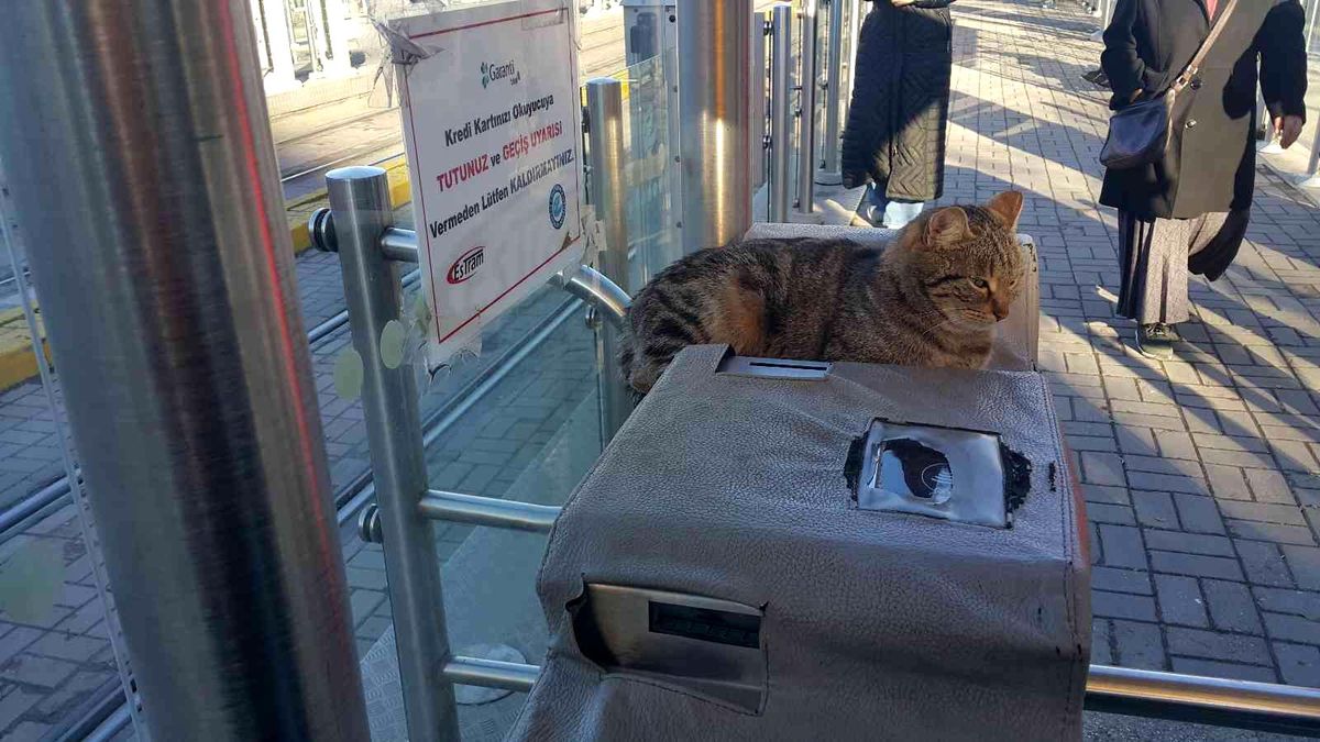 Sevimli kedi turnikenin maskotu oldu