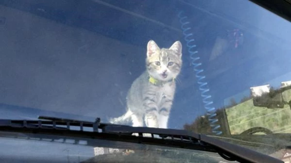 TIR ŞOFÖRÜNÜN YOL ARKADAŞI 'KEDİ'