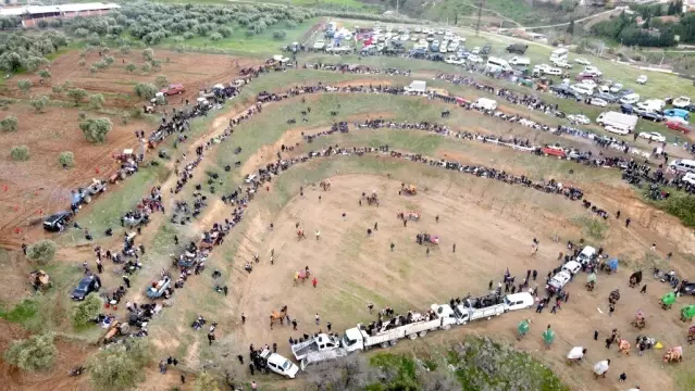 Turgutlu'da deve güreşi heyecanı 7'nci kez yaşandı