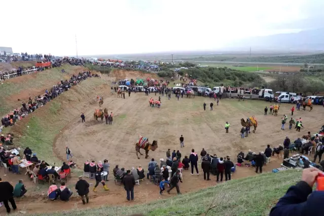 Turgutlu'da deve güreşi heyecanı 7'nci kez yaşandı