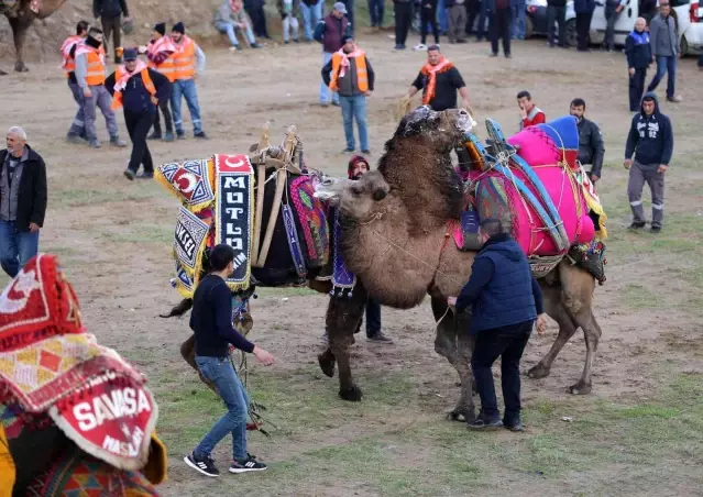 Turgutlu'da deve güreşi heyecanı 7'nci kez yaşandı