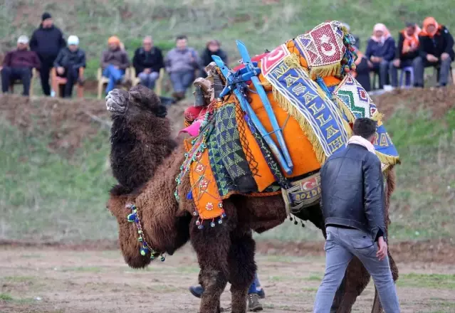 Turgutlu'da deve güreşi heyecanı 7'nci kez yaşandı