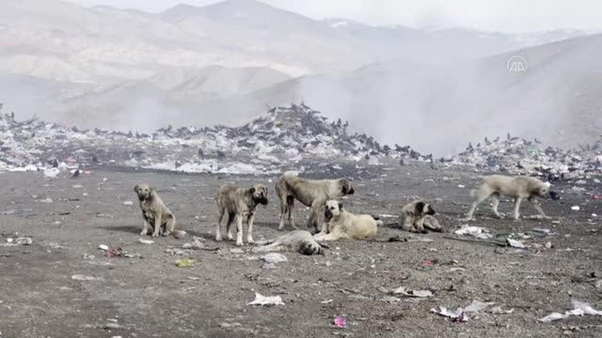 Üniversite öğrencileri sokak hayvanlarına yem verdi