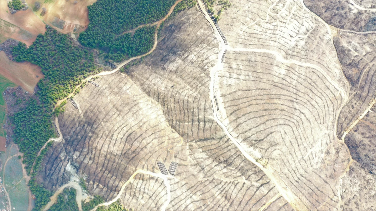 (DRONE) Yangından etkilenen ormanlık alanlar fidanlarla buluşturuluyor