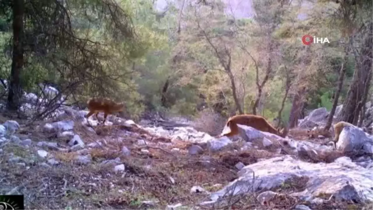 Yaban hayatı fotokapanlara yansıdı