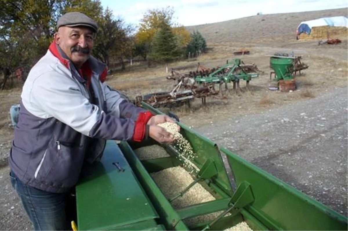 Yerli buğday tohumları toprakla buluştu