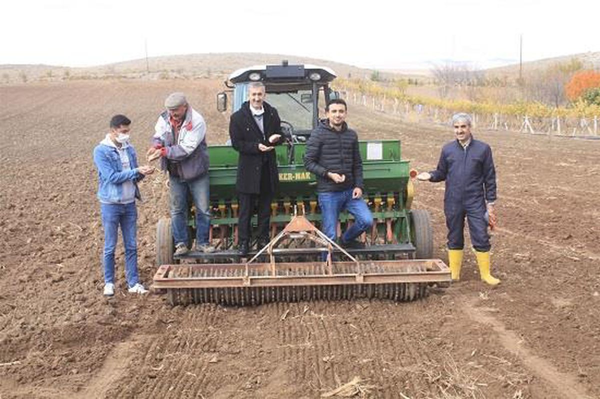 Yozgat\'ta atalık buğday çeşitlerinin ekimi yaygınlaştırılıyor